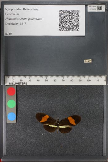 Media type: image;   Entomology 109872